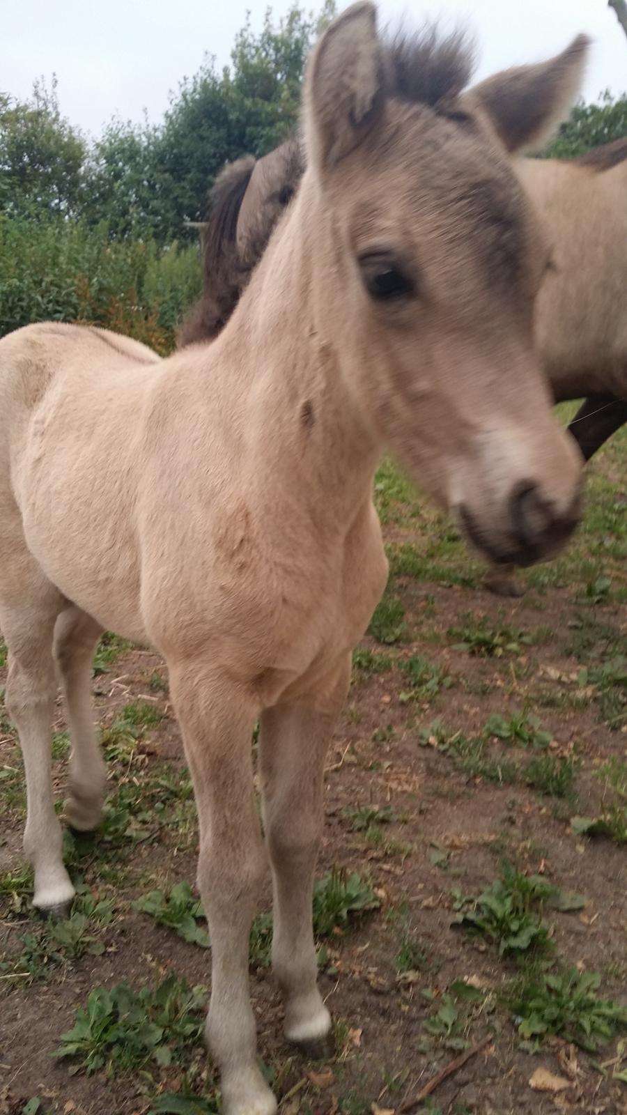 Islænder Happadís fra Hollevej billede 5