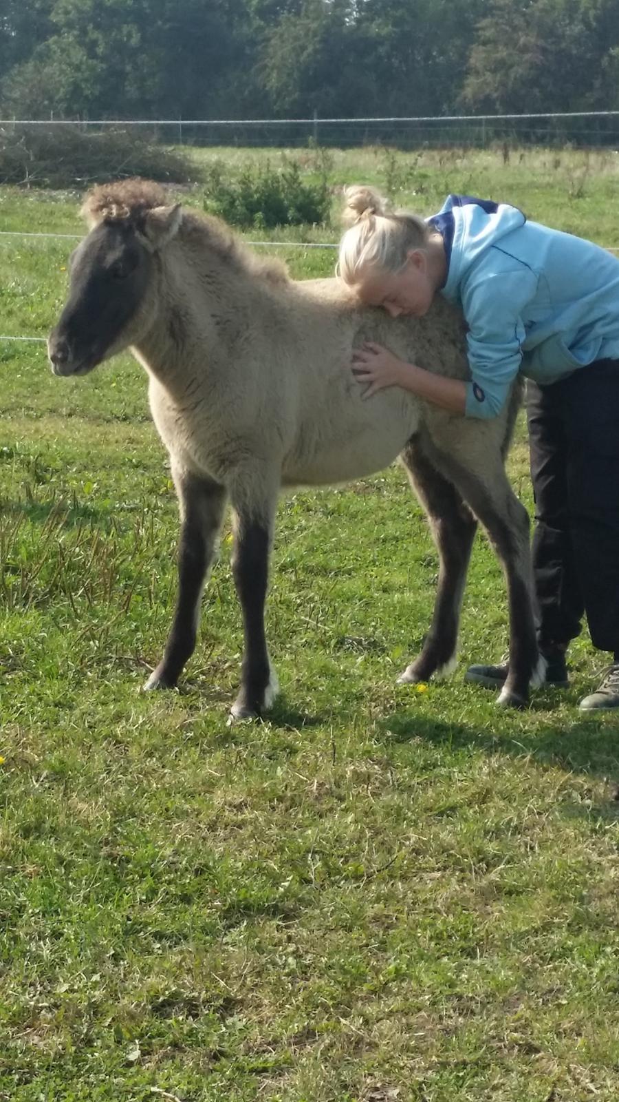 Islænder Happadís fra Hollevej billede 6
