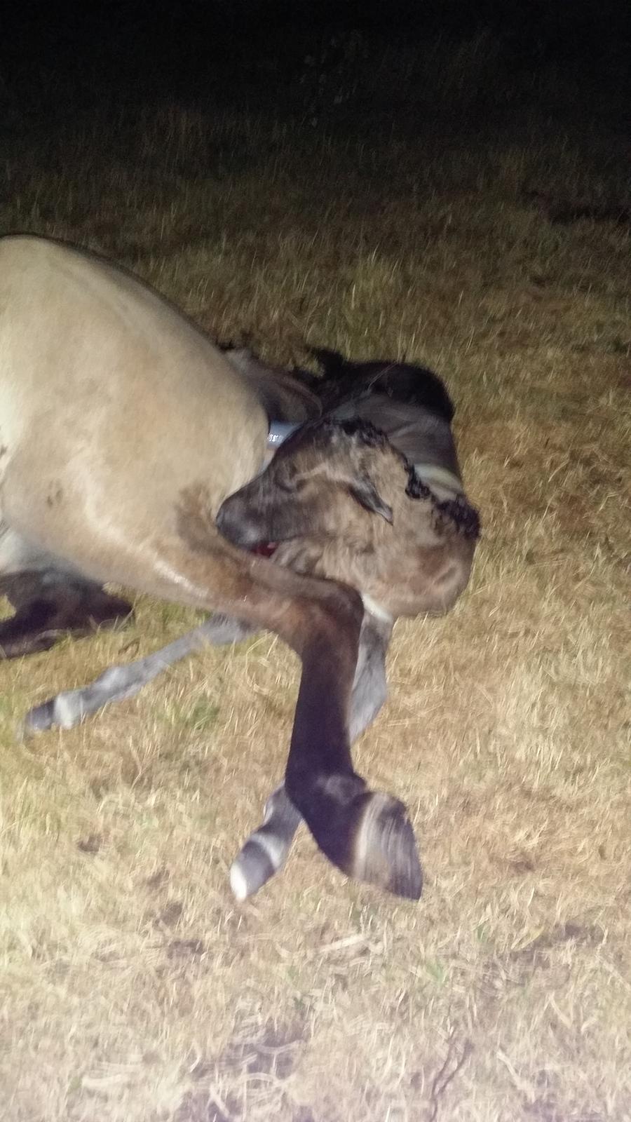 Islænder Happadís fra Hollevej billede 2