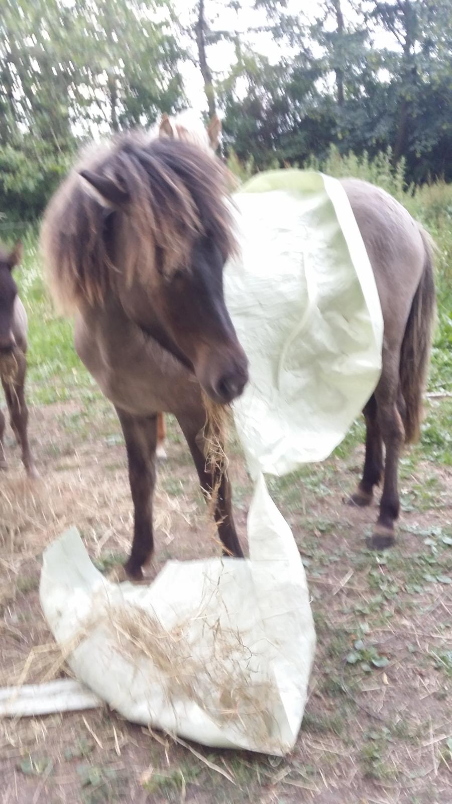 Islænder Happadís fra Hollevej billede 8