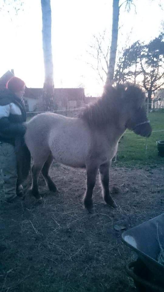 Islænder Happadís fra Hollevej billede 9