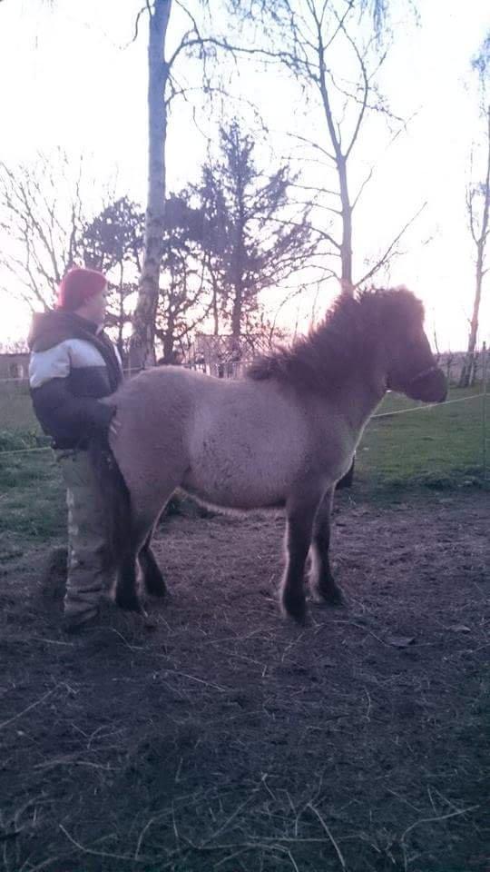 Islænder Happadís fra Hollevej billede 10