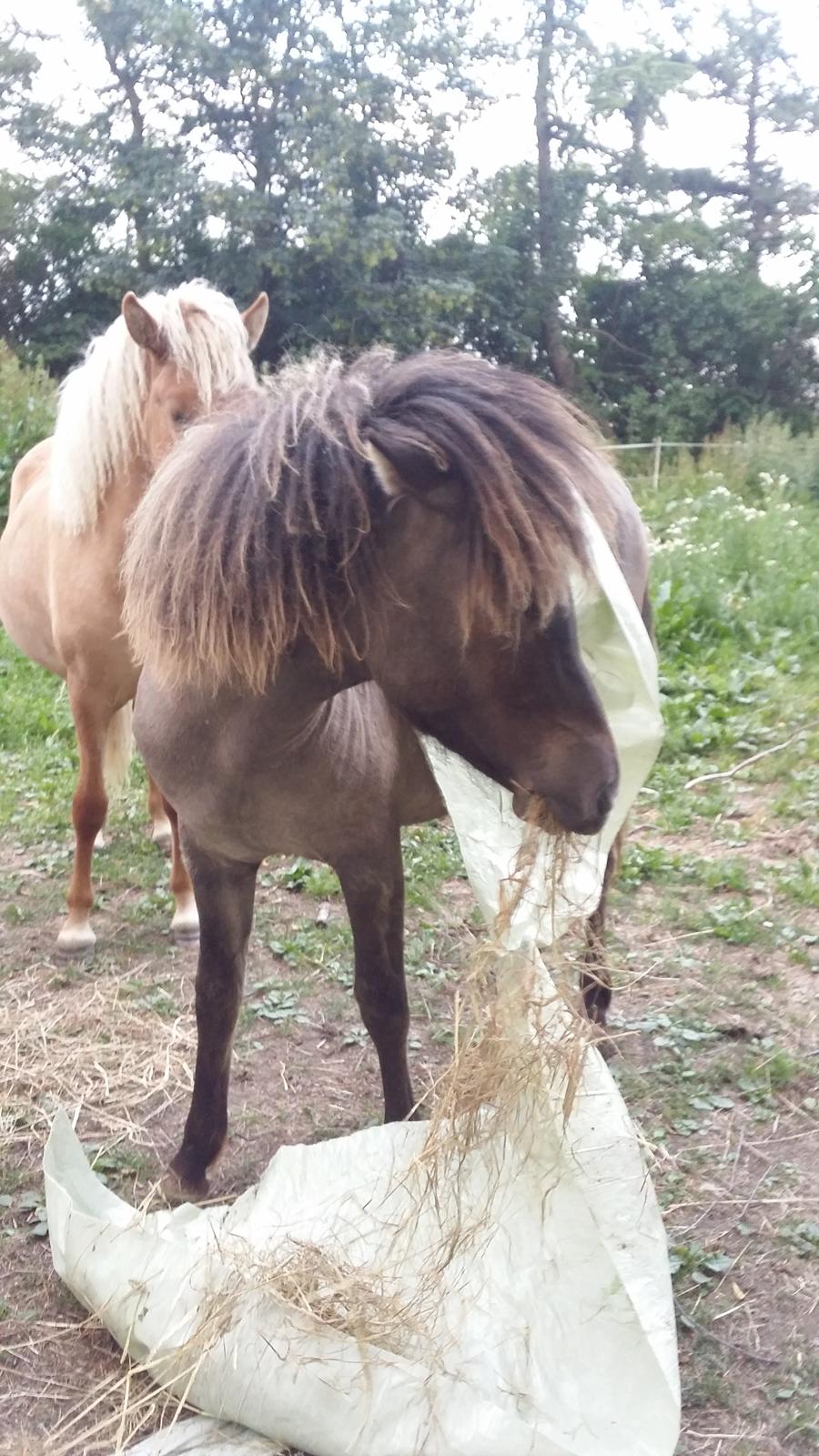 Islænder Happadís fra Hollevej billede 7