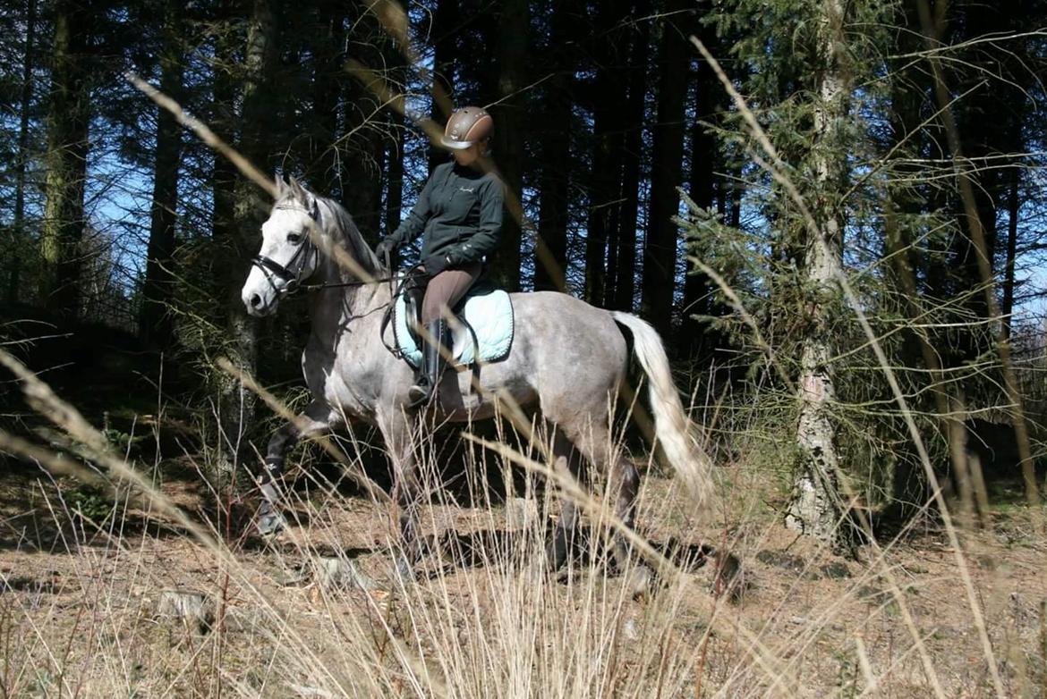 Anden særlig race Alfred *Tidligere hest* billede 1