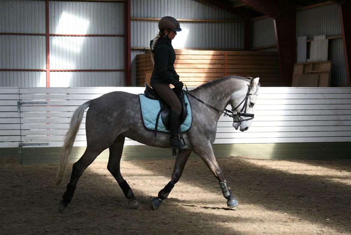 Anden særlig race Alfred *Tidligere hest* billede 2