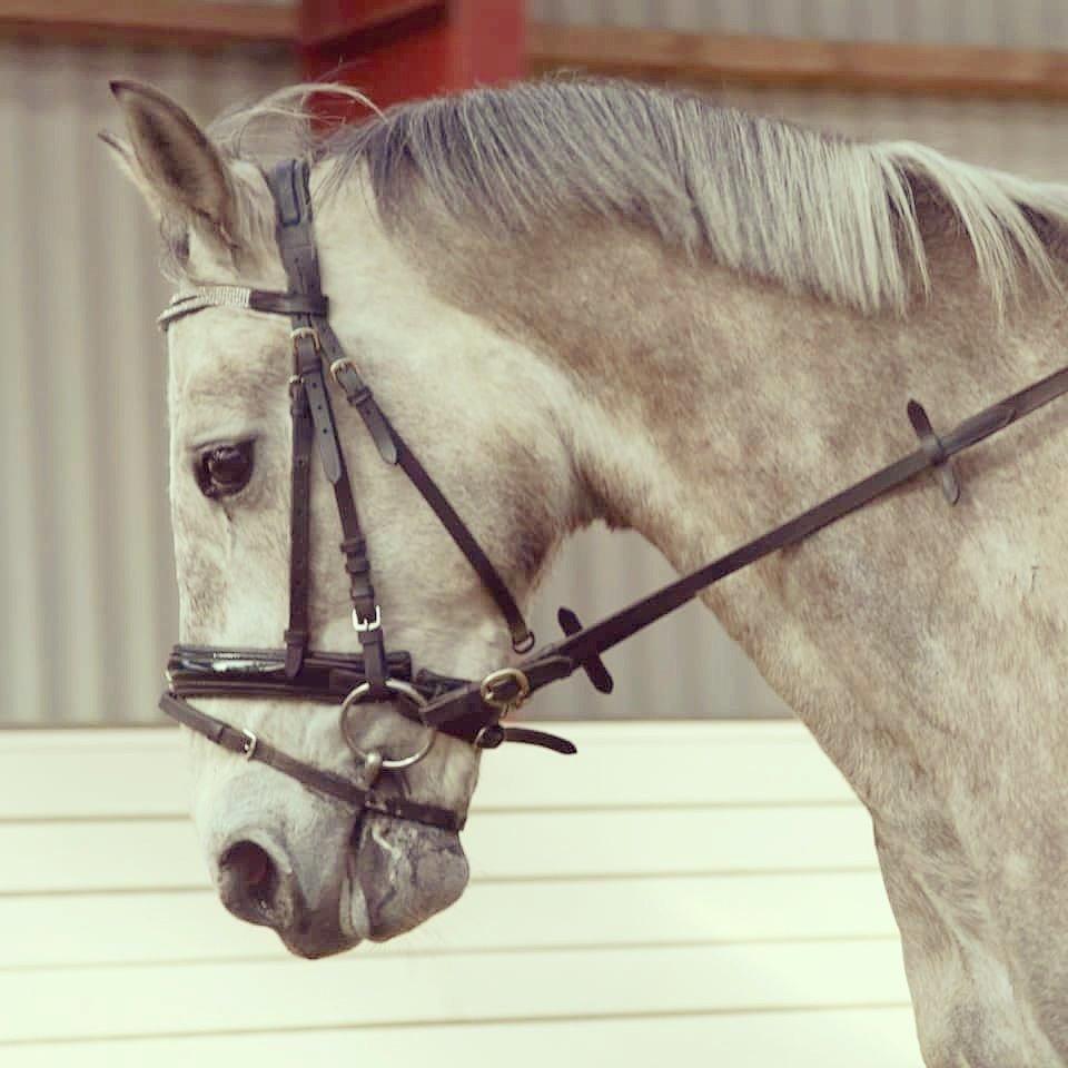 Anden særlig race Alfred *Tidligere hest* billede 3