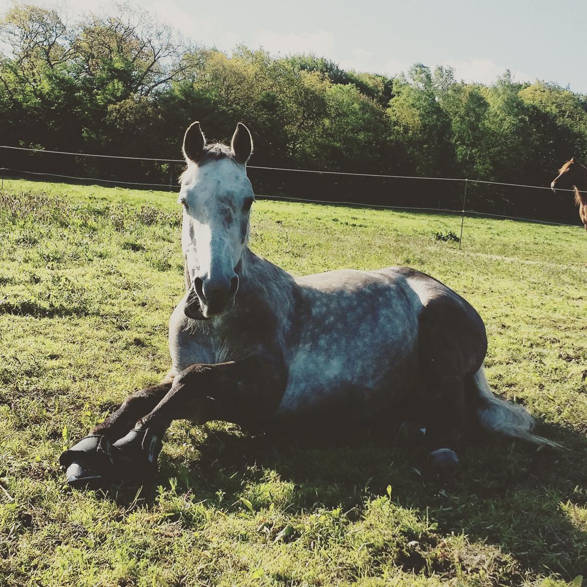 Anden særlig race Alfred *Tidligere hest* billede 4