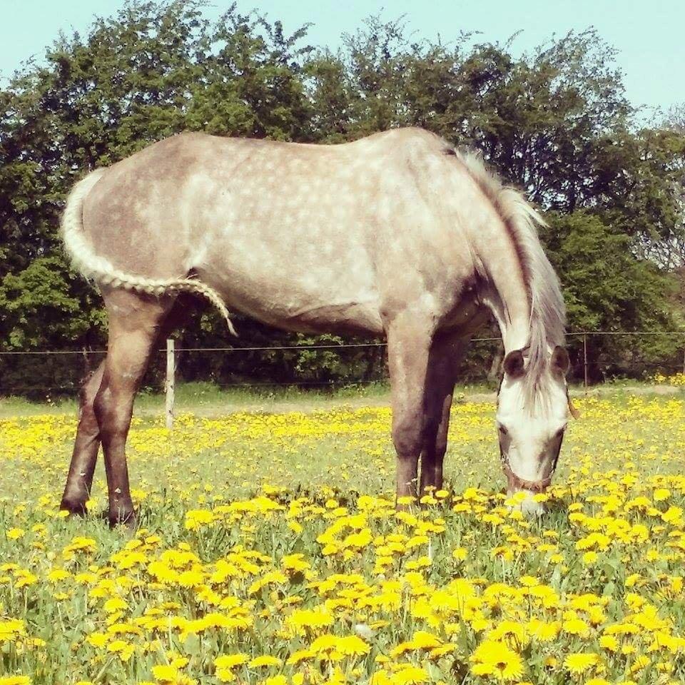 Anden særlig race Alfred *Tidligere hest* billede 5