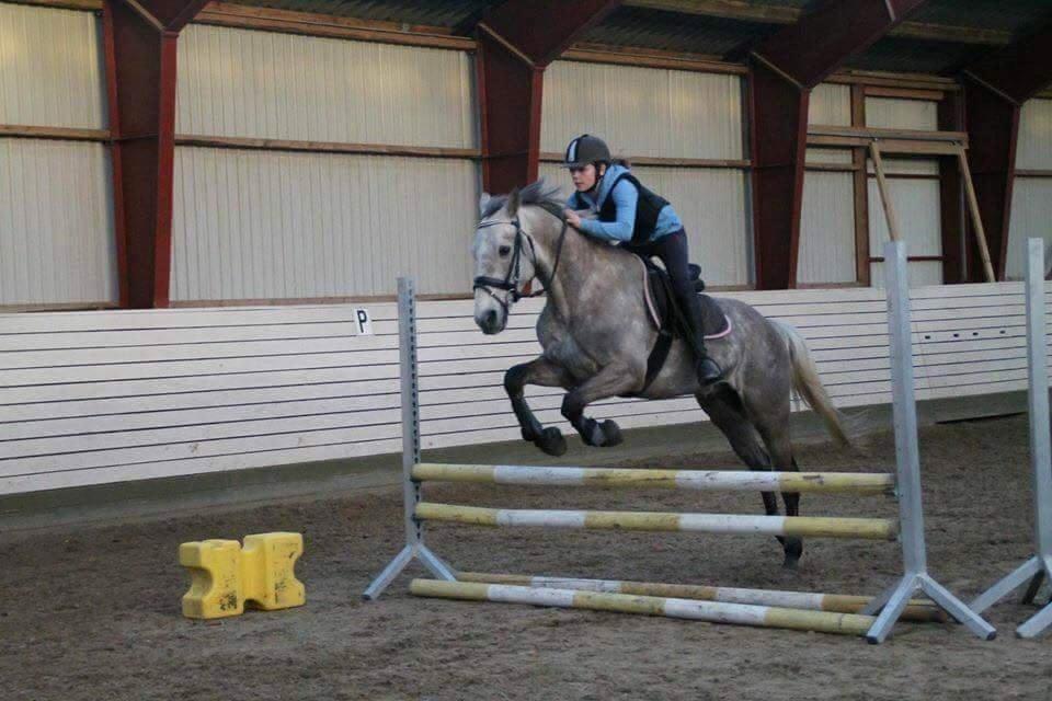 Anden særlig race Alfred *Tidligere hest* billede 6