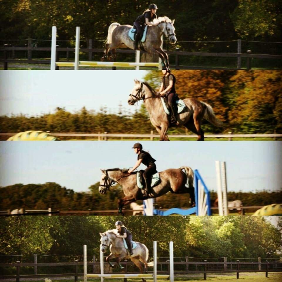 Anden særlig race Alfred *Tidligere hest* billede 7