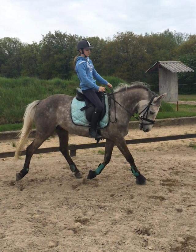 Anden særlig race Alfred *Tidligere hest* billede 9