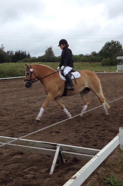 Haflinger Evita Cypress billede 14