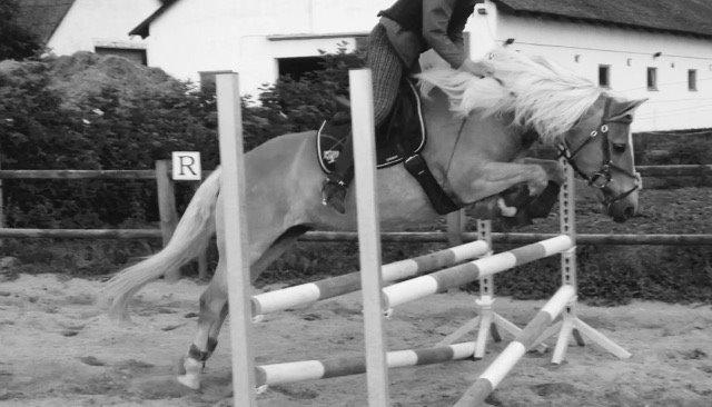 Haflinger Evita Cypress - okse på 85 cm <3 billede 16