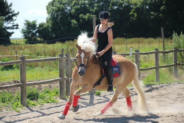 Haflinger Evita Cypress - dressur træning billede 17