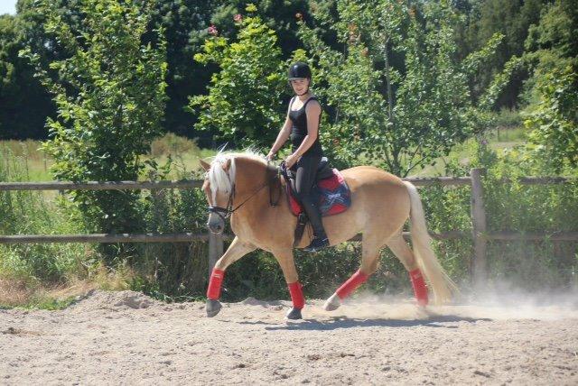 Haflinger Evita Cypress billede 19