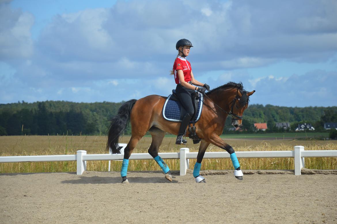 New Forest Gaia Hippios - Seierskilde sommerskole 2015 billede 4