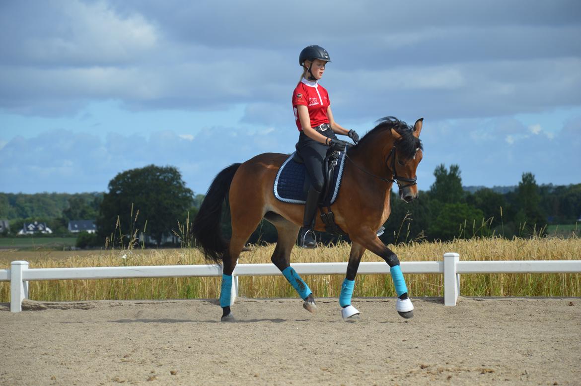 New Forest Gaia Hippios - Seierskilde sommerskole 2015 billede 3