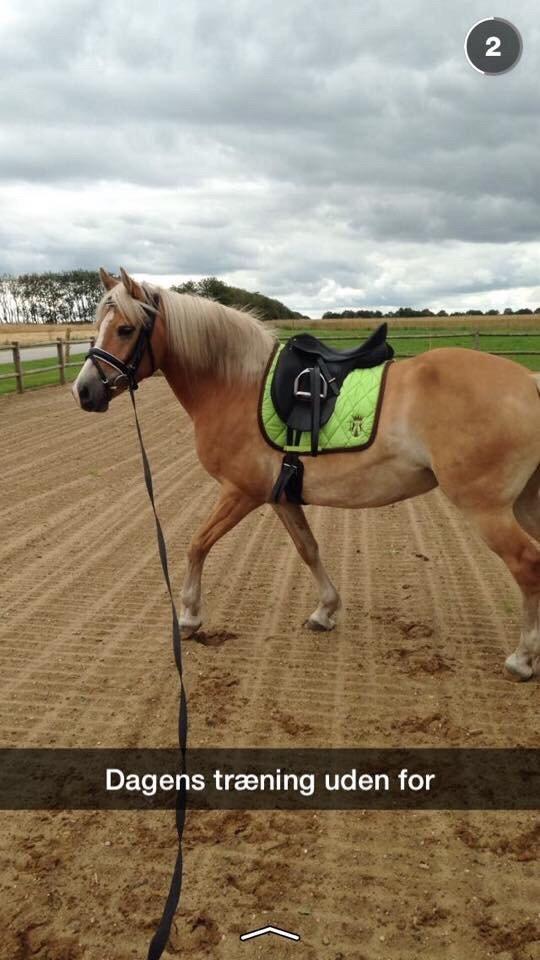 Haflinger Mitavia kaldes baby billede 2