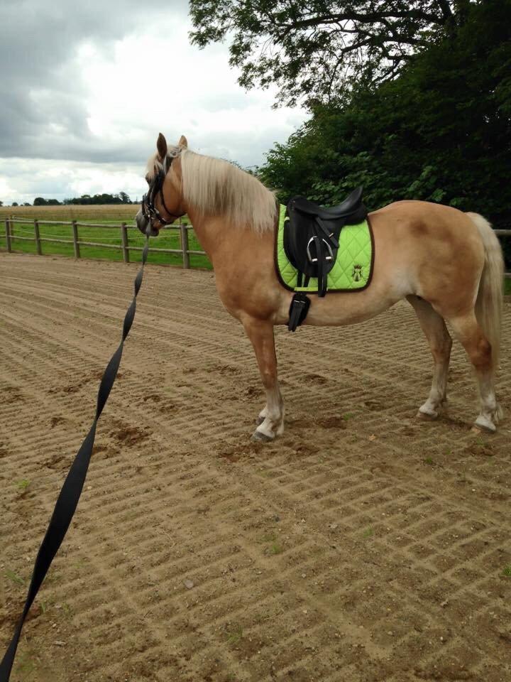 Haflinger Mitavia kaldes baby billede 4
