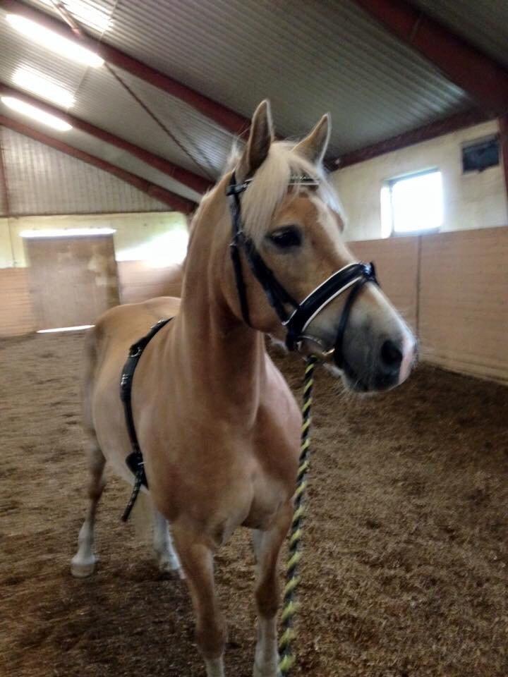 Haflinger Mitavia kaldes baby billede 1