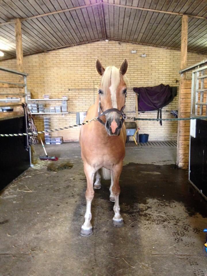 Haflinger Mitavia kaldes baby billede 5