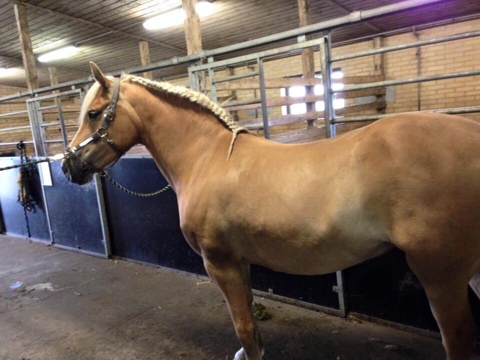 Haflinger Mitavia kaldes baby billede 6