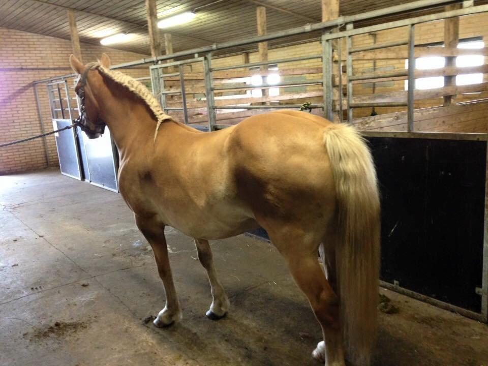 Haflinger Mitavia kaldes baby billede 8