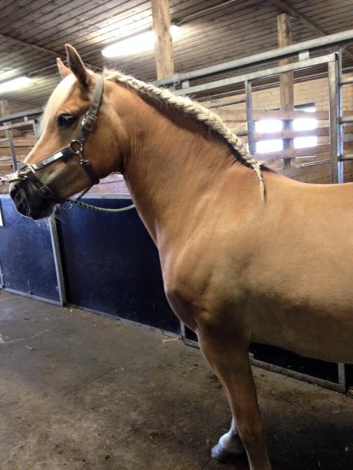 Haflinger Mitavia kaldes baby billede 9