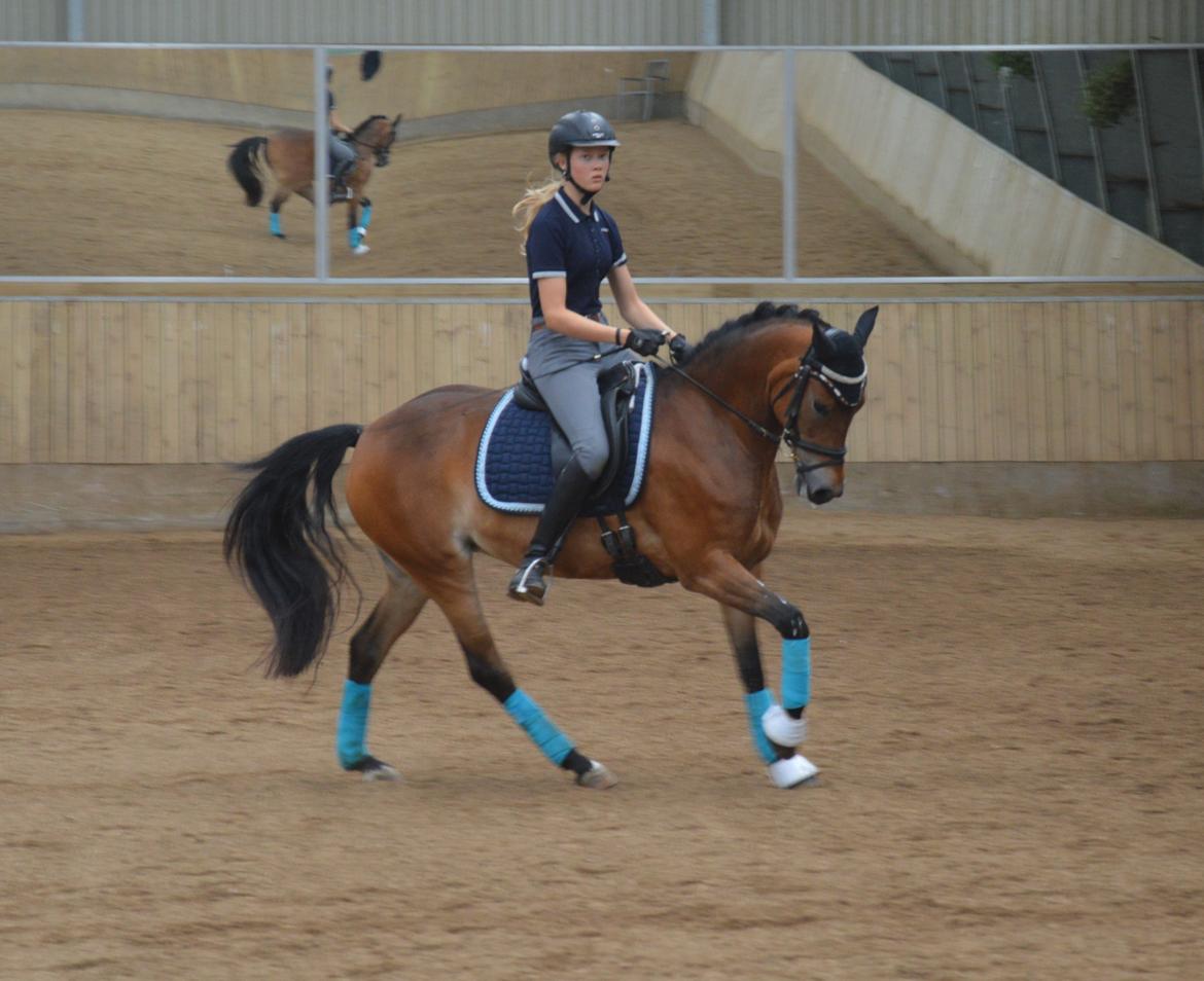 New Forest Gaia Hippios - Seierskilde sommerskole 2015 billede 7