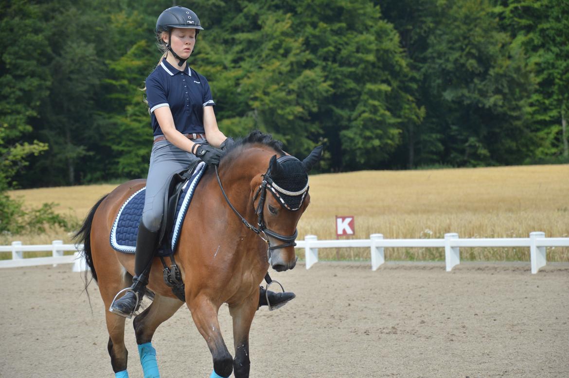 New Forest Gaia Hippios - Seierskilde sommerskole 2015 billede 2