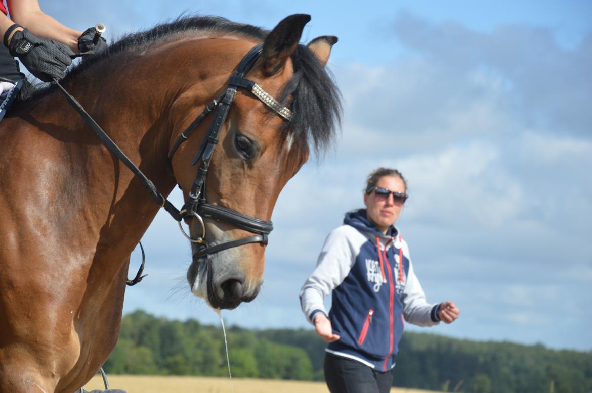 New Forest Gaia Hippios - Seierskilde sommerskole 2015 billede 5