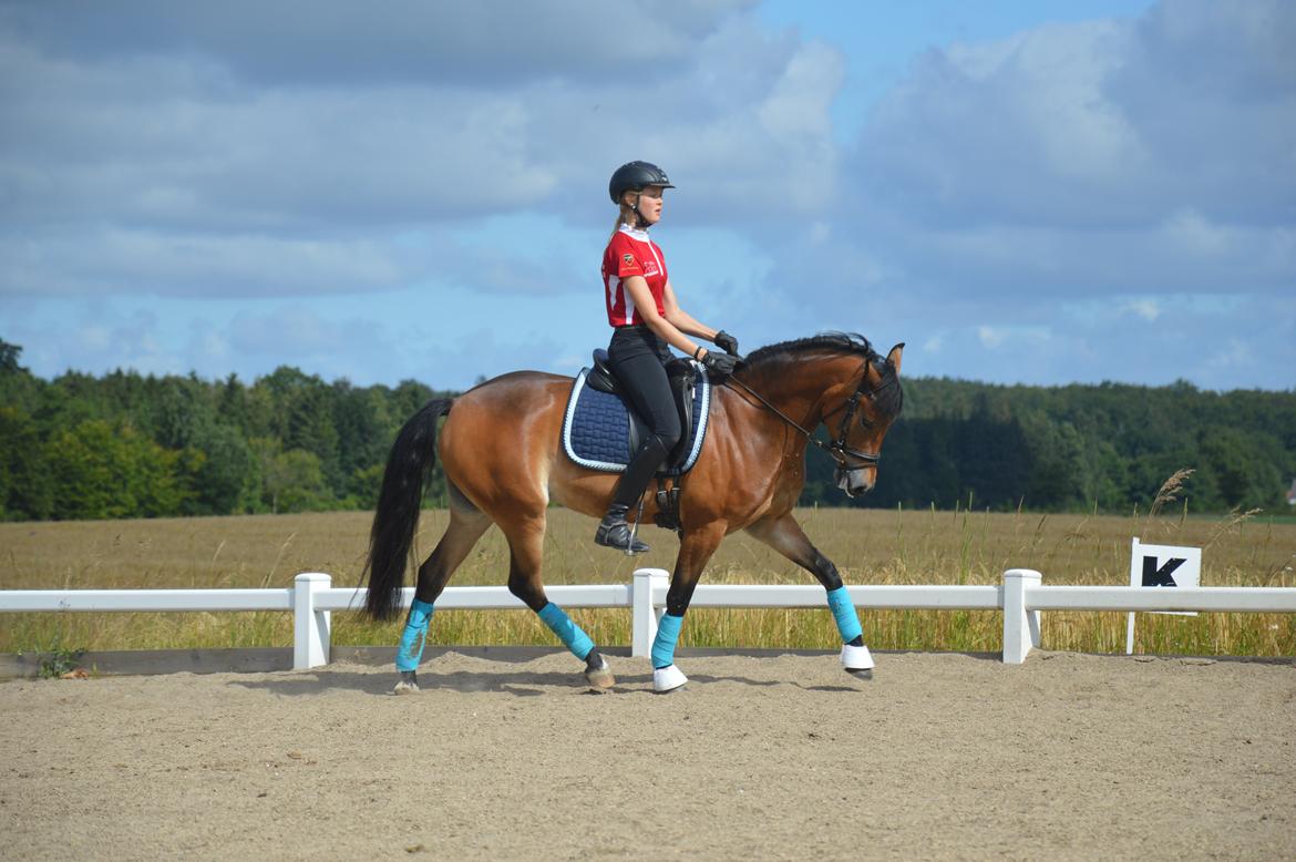 New Forest Gaia Hippios - Seierskilde sommerskole 2015 billede 6