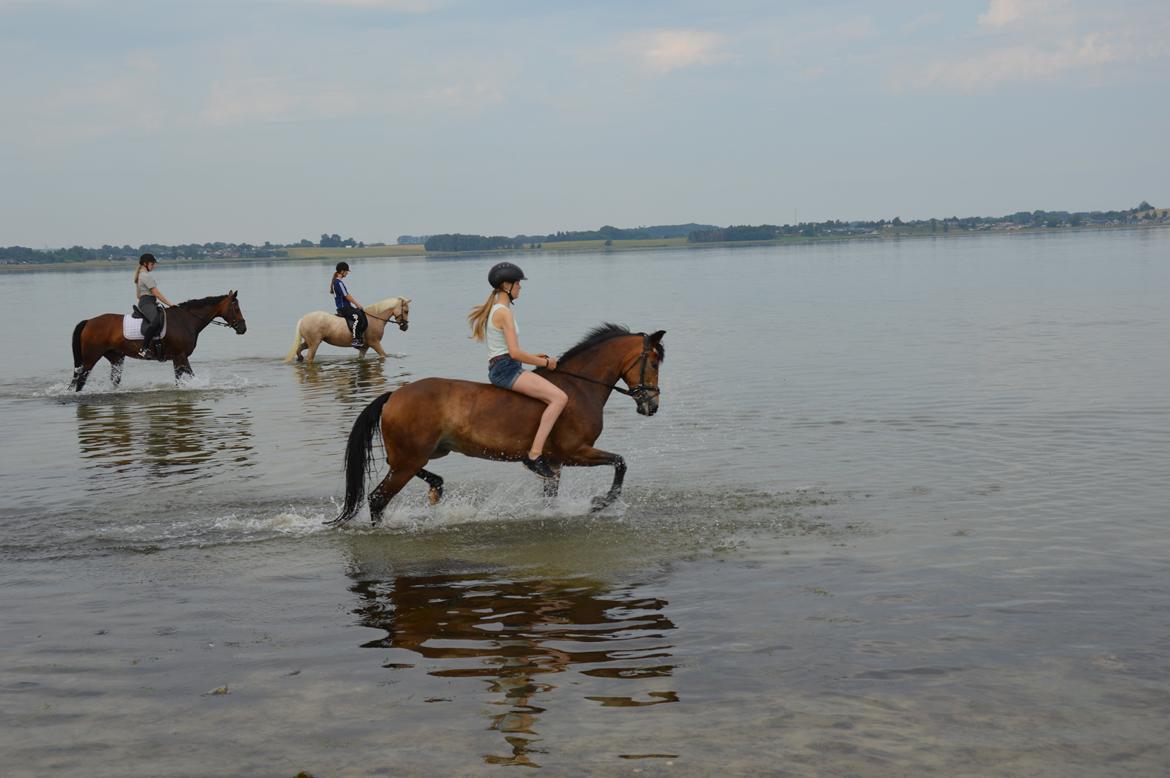 New Forest Gaia Hippios - Sommer 2015 billede 16