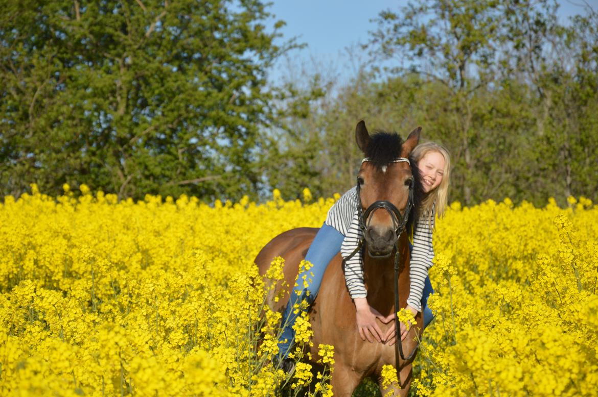 New Forest Gaia Hippios billede 17