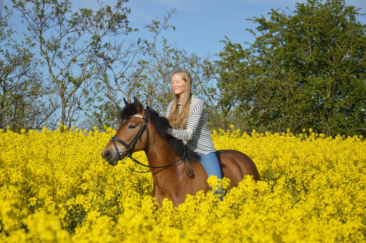 New Forest Gaia Hippios billede 18