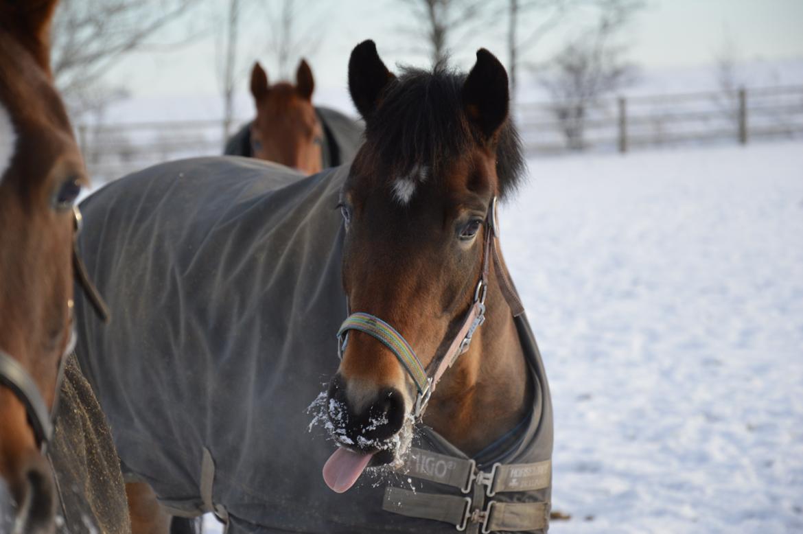 New Forest Gaia Hippios - Vinter 2014 billede 19