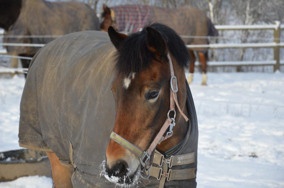New Forest Gaia Hippios - Vinter 2014 billede 20