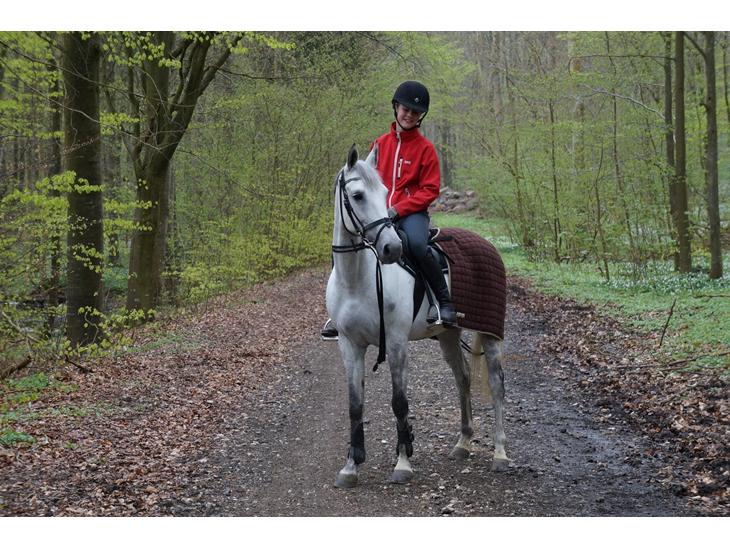 Anden særlig race Gipsy billede 1