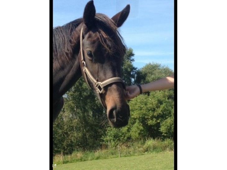 {{currentPhoto.altText}} billede {{currentPhoto.number}}