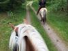 Haflinger Valdemar