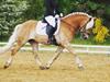 Haflinger Valdemar