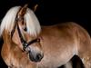 Haflinger Valdemar