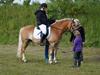 Haflinger Valdemar