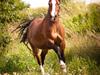 Welsh Pony af Cob-type (sec C) Holmegaards Amy