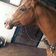 Fuldblod (XX) Seeland Express ( tidligere part ) 