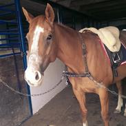 Fuldblod (XX) Seeland Express ( tidligere part ) 