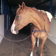 Fuldblod (XX) Seeland Express ( tidligere part ) 