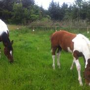 Anden særlig race Stald Bunkerens Diego