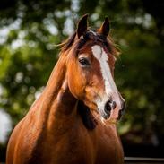 Welsh Pony af Cob-type (sec C) Holmegaards Amy