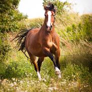 Welsh Pony af Cob-type (sec C) Holmegaards Amy